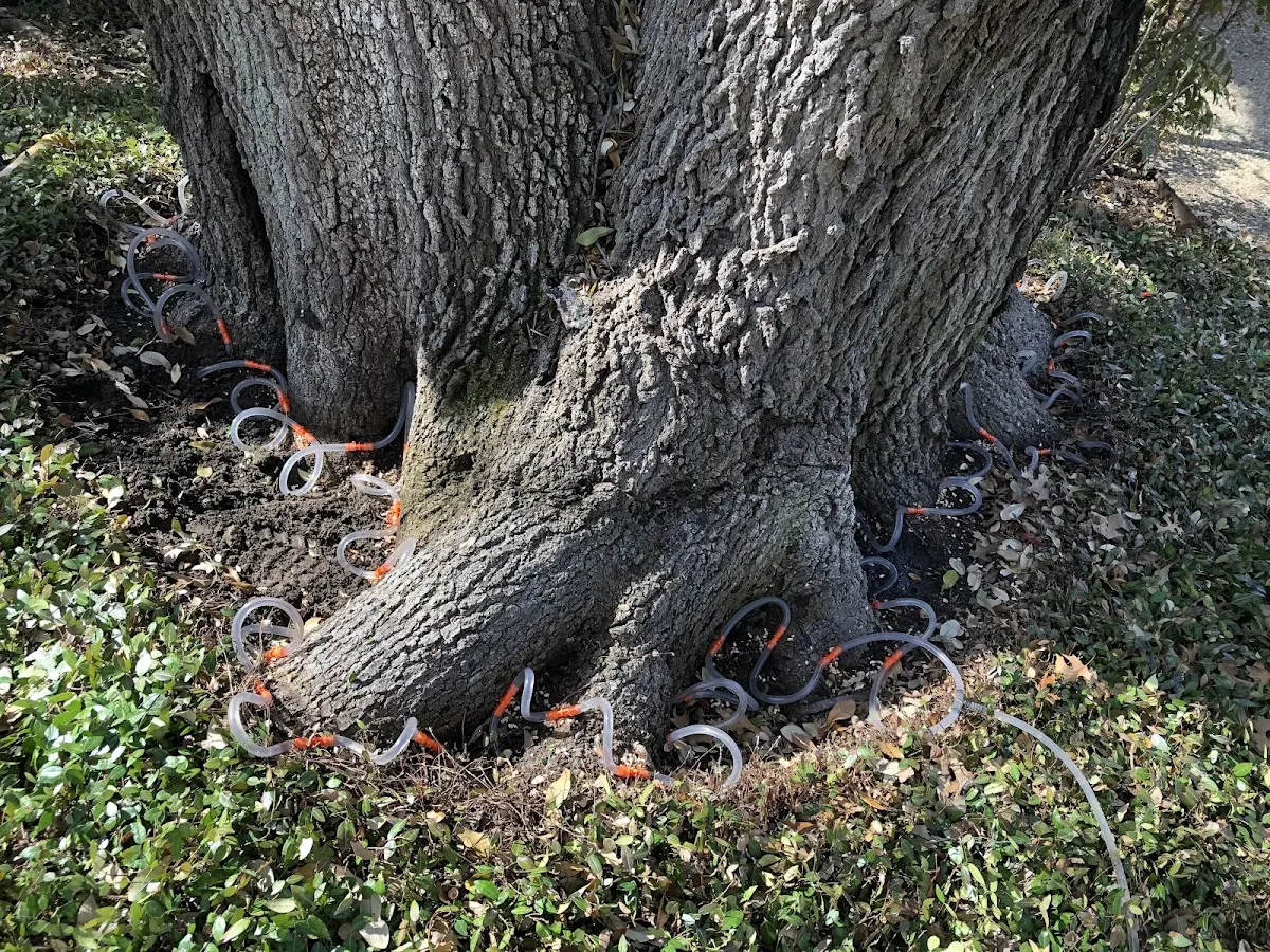 Detailed Tree Cabling and Bracing job site in Vidor