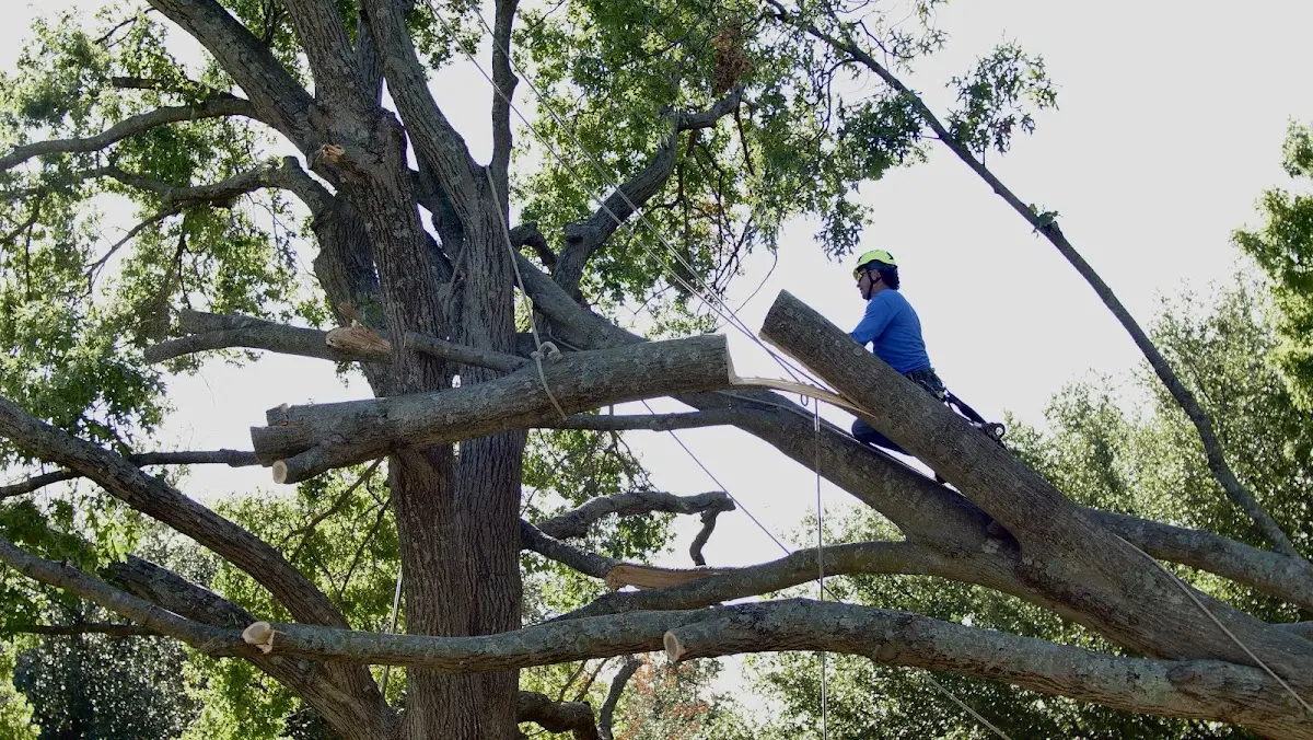 Professional Hazardous Tree Removal performed by certified arborists in Vidor