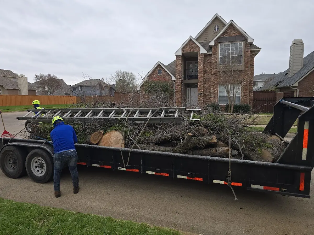 Expert Deadwooding with proper safety equipment in Vidor